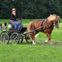 Fahrertreffen-2015-61