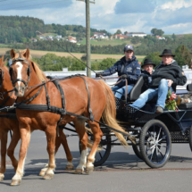 Pferdesegnung-2015-031