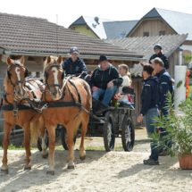Pferdesegnung-2015-056