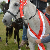 TREC-LM-Altenfelden-2015-41